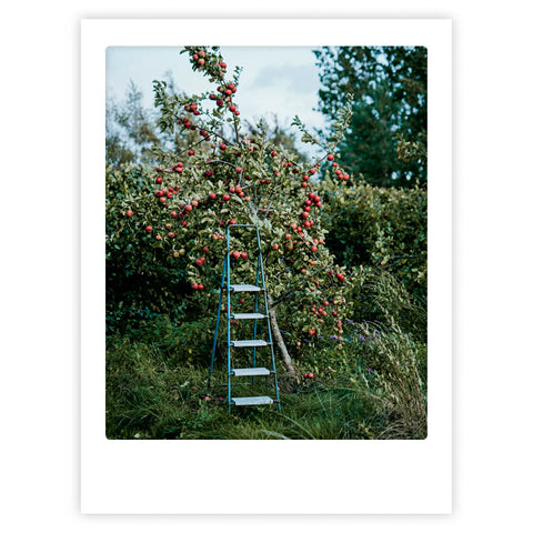 Eine blaue Leiter steht unter einem Apfelbaum mit roten Äpfeln in einem üppigen Obstgarten und fängt eine stilvolle Stimmung ein - "small escape" von Pickmotion, perfekt als Kunstposter für Ihr Zuhause oder Büro.
