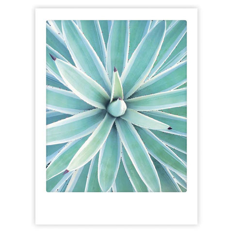 Draufsicht auf eine symmetrische Aloe Vera mit spitzen grünen Blättern und weißen Rändern von Pickmotion, perfekt für Kunstposter oder maßgefertigte Bilderrahmen, die jedem Raum einen stilvollen Charakter verleihen.