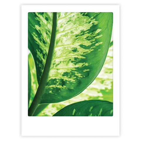 Nahaufnahme von grünen Blättern in hellen und dunklen Schattierungen, umgeben von einem weißen Rahmen für einen stilvollen Touch - perfekt als "all green" Kunstposter von Pickmotion, ideal allein oder in Kombination mit individuellen Rahmen.