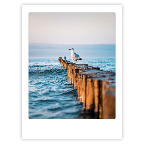 Das Pickmotion-Kunstposter "a seagulls view" zeigt eine Möwe auf Holzpfählen am blauen Meer und Himmel - ein inspirierendes Motiv für Instagramer oder stilvolle Wanddekoration.