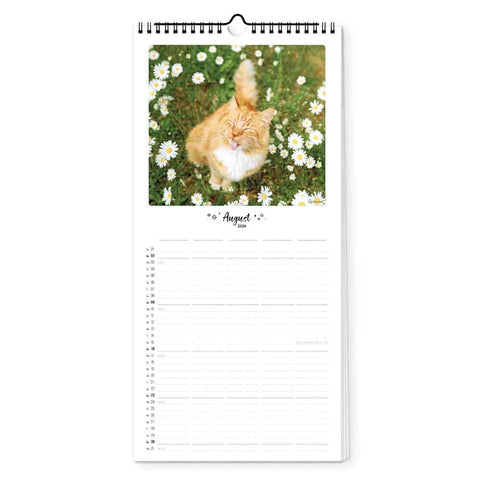 Der Katz & Kater - Familienplaner (Format 20x42) von Pickmotion zeigt den August mit einer orangefarbenen Katze zwischen weißen Gänseblümchen - ideal für den Familienkalender 2024 eines jeden Katzenliebhabers.