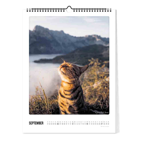 Eine getigerte Katze mit großen, runden Augen sonnt sich im Freien, mit Bergen und Nebel im Hintergrund - ein ideales Septemberbild für den Pickmotion Katz & Kater - Kalender (30x40).