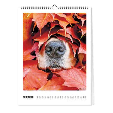 Auf einer Novemberseite des Pickmotion "Bunter Hund - Kalender" (30x40) lugt eine Hundenase aus rotem und orangefarbenem Herbstlaub hervor - ein ideales Geschenk für alle Hundeliebhaber.