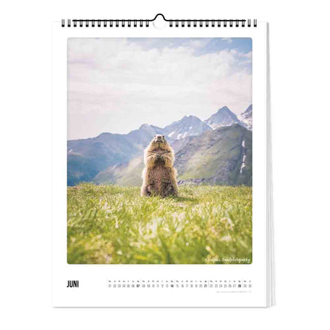 Ein Juni-Blatt aus dem Pickmotion-Kalender "Der Berg ruft" (30x40), das ein aufrecht stehendes Murmeltier auf einer Wiese mit Bergen im Hintergrund zeigt.