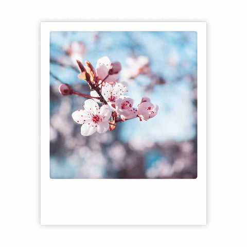 Nahaufnahme einer Kirschblüte von Pickmotion im Sofortbild-Stil, mit blauem Himmel im Weichzeichner - ideal für Postkarten oder Instagram-Inspiration.
