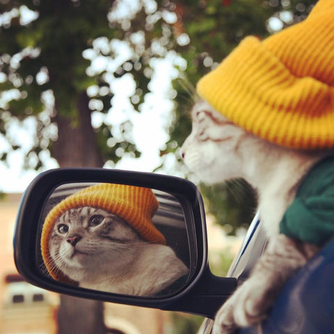 MEET THE MOST EXCEPTIONAL CAT ON INSTAGRAM