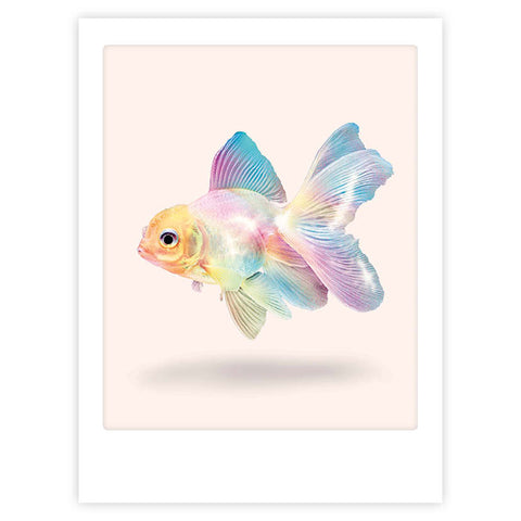 rainbow fish reloaded