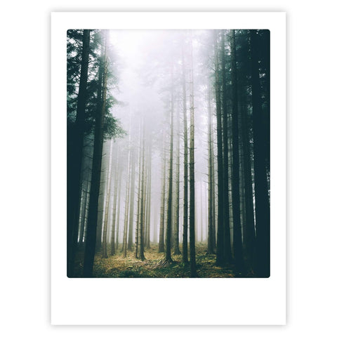 misty forest