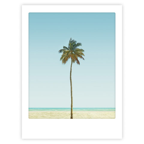 palm tree