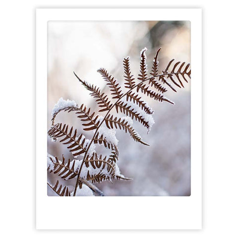 fern plant