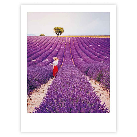 lavender fields