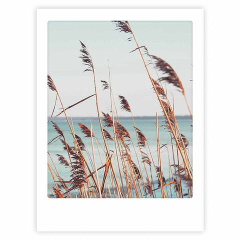 reed grass beach