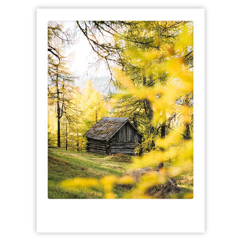 forest cabin