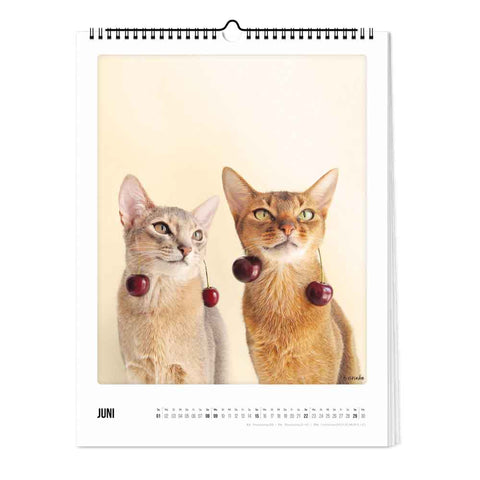 Katz & Kater - Kalender (Format  30x40)