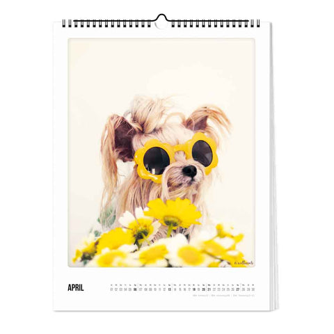 Bunter Hund - Kalender (Format  30x40)