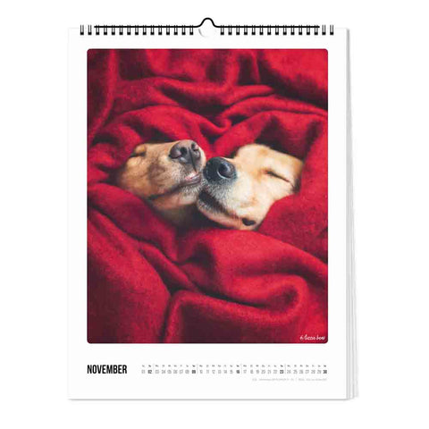 Bunter Hund - Kalender (Format  30x40)