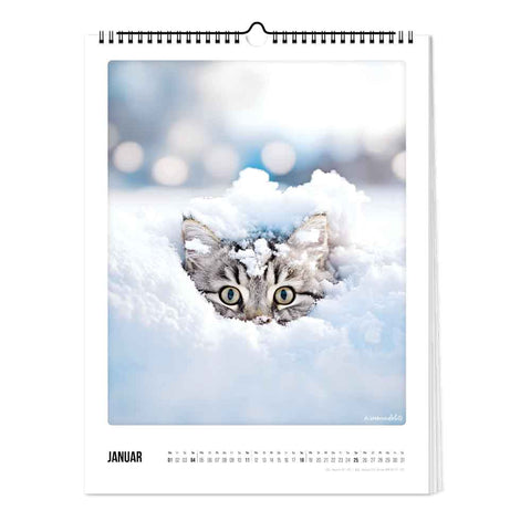 Auf der Januar-Seite des Pickmotion Katz & Kater - Kalenders (30x40) lugt eine getigerte Katze mit großen Kulleraugen aus dem tiefen Schnee hervor.