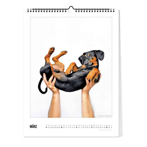 Ein Mensch hält einen schwarz-braunen Dackel auf dem Rücken, abgebildet auf der März-Seite des Pickmotion Bunter Hund - Kalenders (Format 30x40) - ideal für den Wandkalender eines jeden Hundeliebhabers.