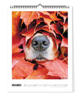 Auf einer Novemberseite des Pickmotion "Bunter Hund - Kalender" (30x40) lugt eine Hundenase aus rotem und orangefarbenem Herbstlaub hervor - ein ideales Geschenk für alle Hundeliebhaber.
