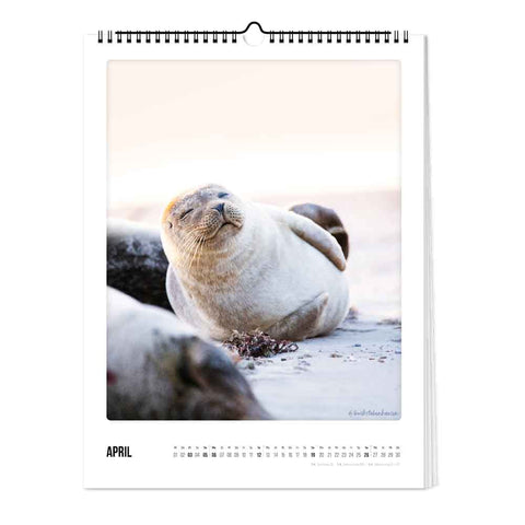 Ein lächelnder Seehund ziert die Aprilseite des Pickmotion Küste & Meer - Kalenders (30x40) und verleiht Ihrer Wand mit einer atemberaubenden Meeresfotografie Küstencharme.