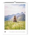 Ein Juni-Blatt aus dem Pickmotion-Kalender "Der Berg ruft" (30x40), das ein aufrecht stehendes Murmeltier auf einer Wiese mit Bergen im Hintergrund zeigt.