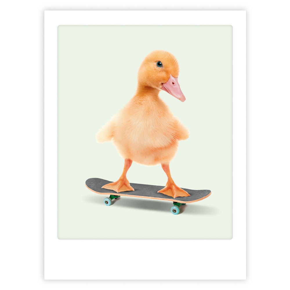 skateboarding baby duck