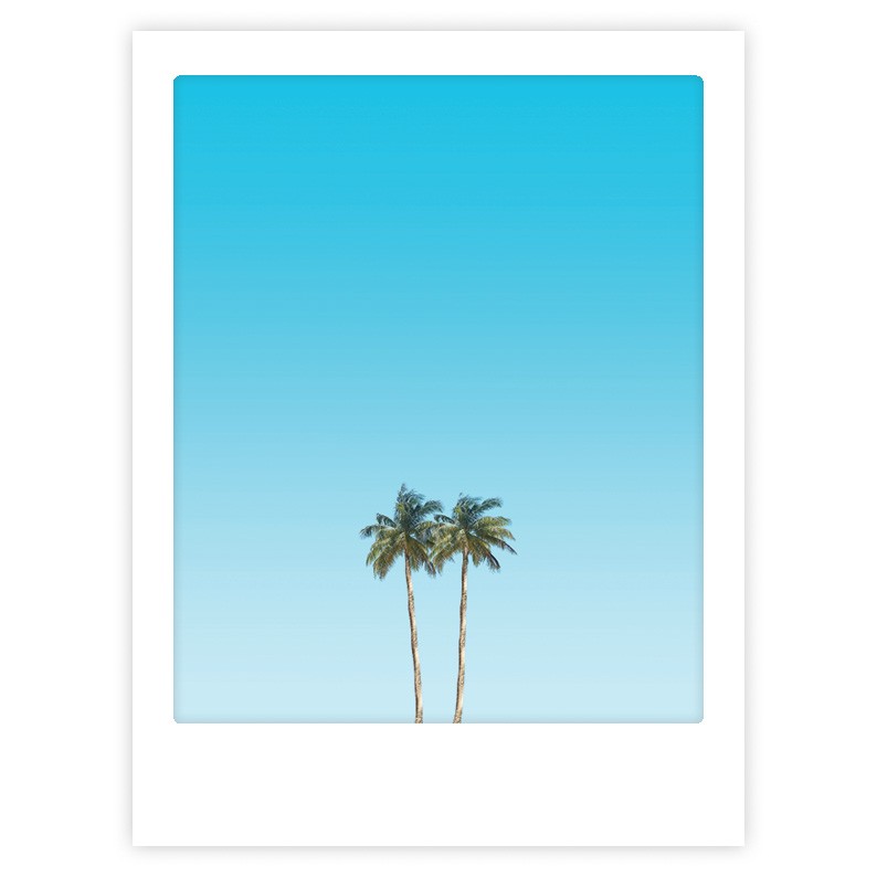 happy palm trees