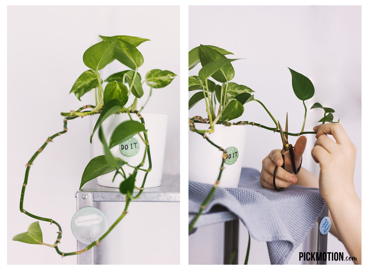 DIY-Pflanzenableger-1-1