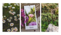 A YEAR FULL OF BLOSSOMS - #POSTCARDSOFTHEMONTH