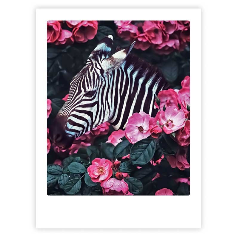 flower zebra